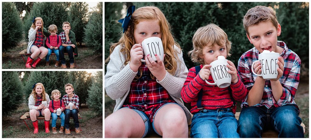 Christmas Tree Farm, Dade City, Tampa Bay, Photography